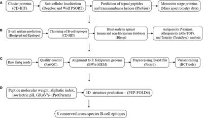 Identification of conserved cross-species B-cell linear epitopes in human malaria: a subtractive proteomics and immuno-informatics approach targeting merozoite stage proteins